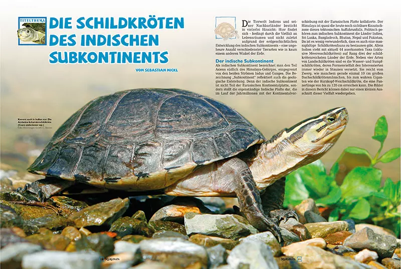 marginata-45-schildkroeten-des-indischen-subkontinents-2 Marginata 45 - Die Schildkröten des Indischen Subkontinents
