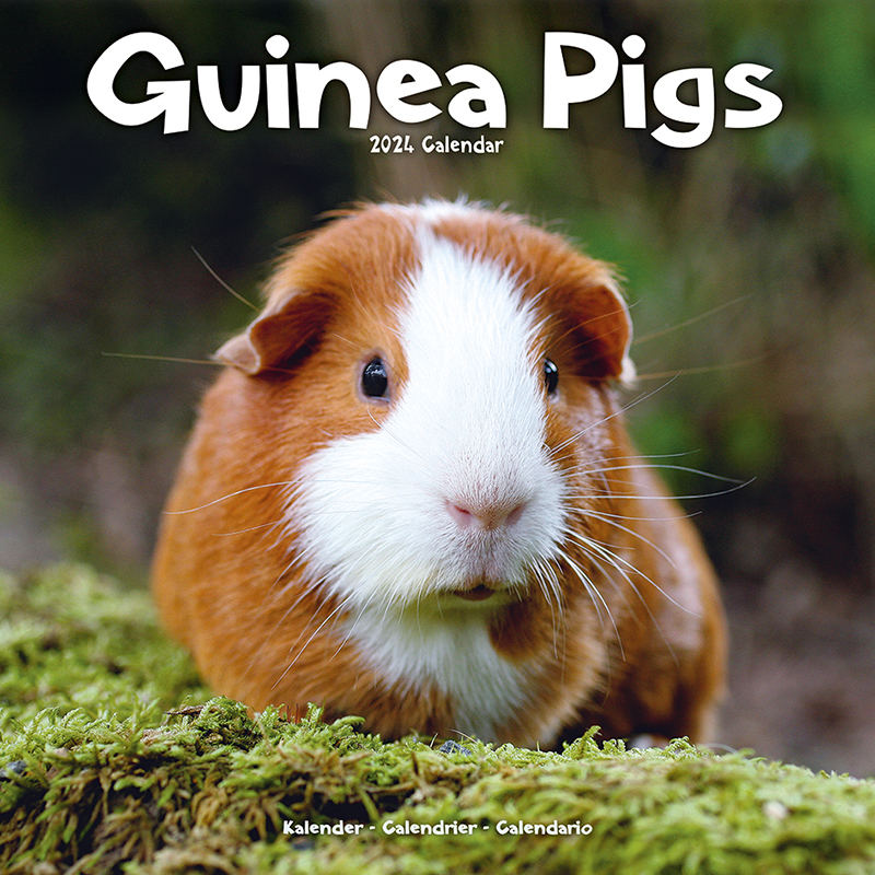 Kalender 2024 Meerschweinchen - Guinea Pig Meerschwein