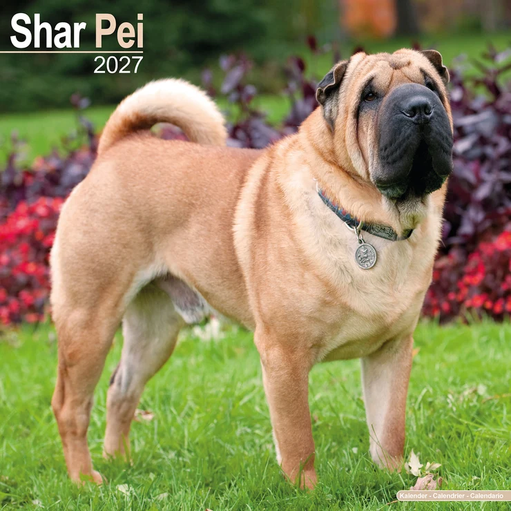 Calendario 2026 Shar-Pei