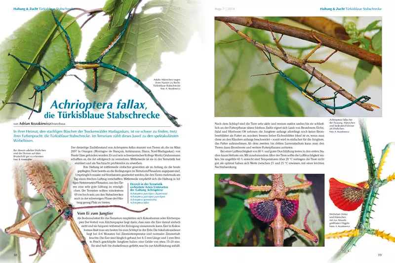 Bugs Nr. 07 - Bunte Vogelspinnen