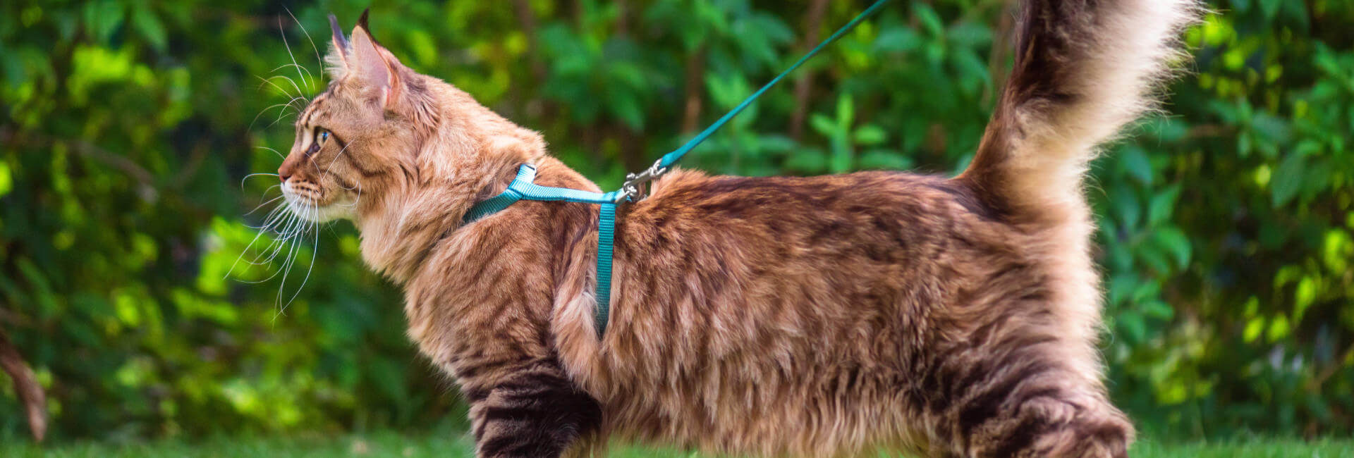 Katzen Geschirre & Leinen