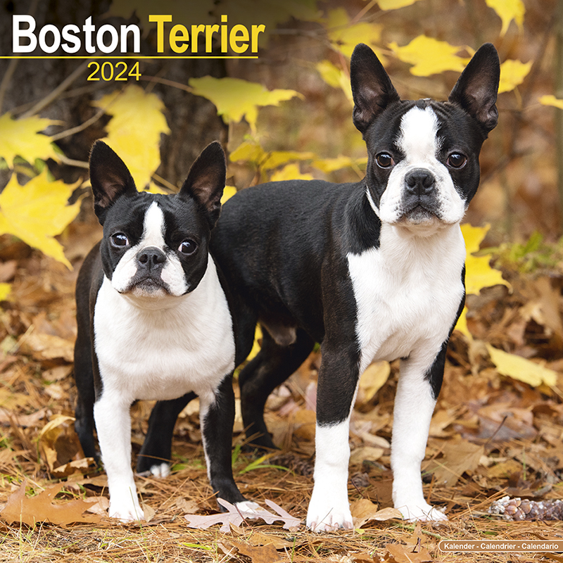 Kalender 2024 Boston Terrier