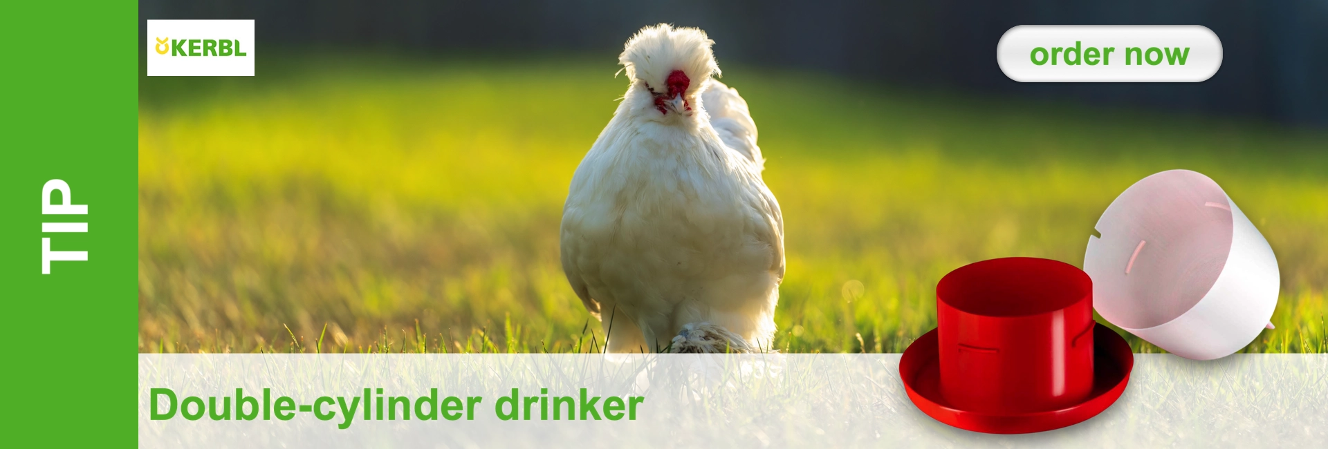 A white crested chicken with a red comb and wattles stands facing the camera in a sunny green meadow. Its head feathers glisten in the backlight. In the bottom right-hand corner, a red cylindrical poultry drinker and a horizontal drinker can be seen.