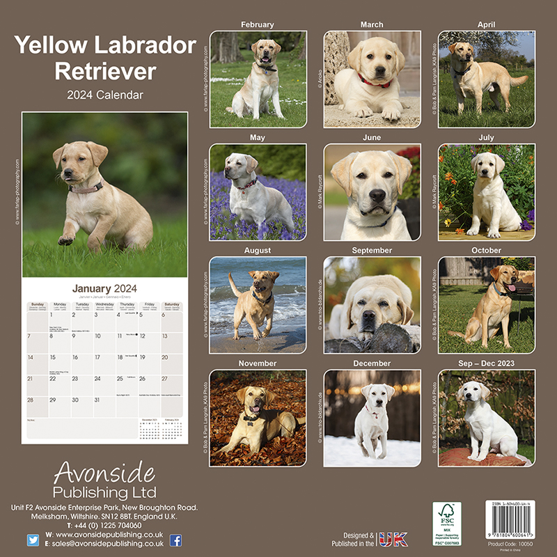Calendar 2024 Labrador Retriever yellow