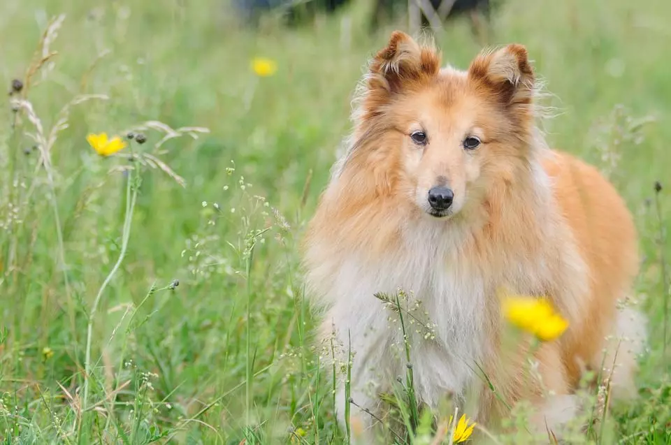 shelite Shetland Sheepdog