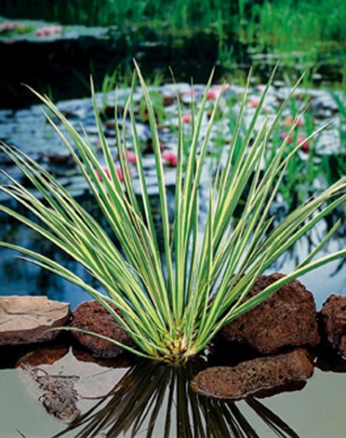 A bundle of green, elongated leaves with yellow stripes grows on a pond bank made of stones. Water lilies and other plants in the background.