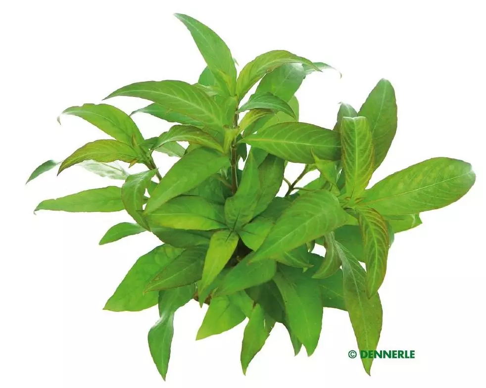 Dennerle Hygrophila corymbosa Stricta - Riesenwasserfreund