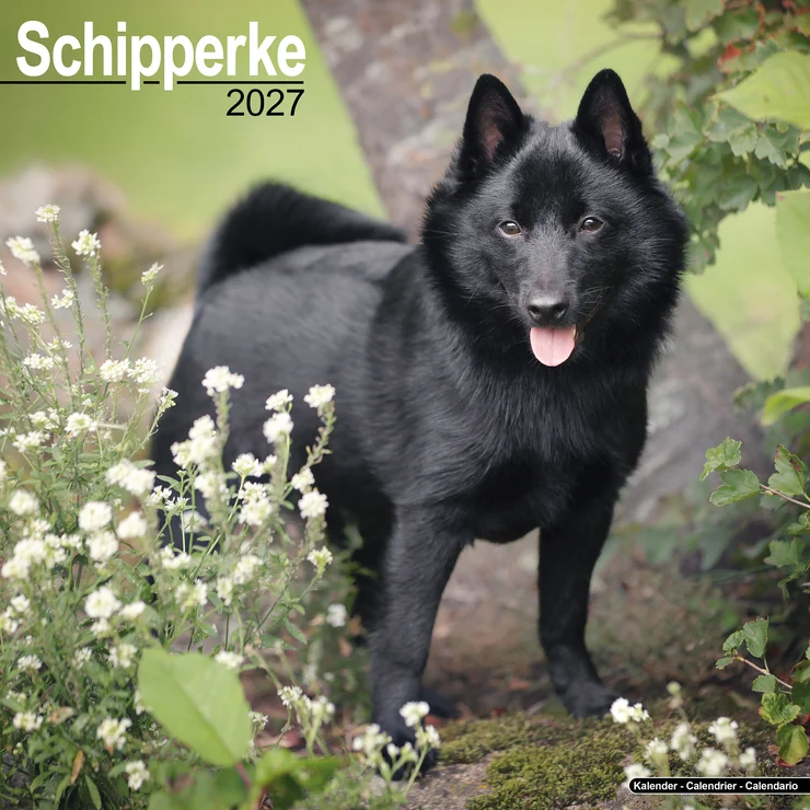 Calendario 2026 Schipperke