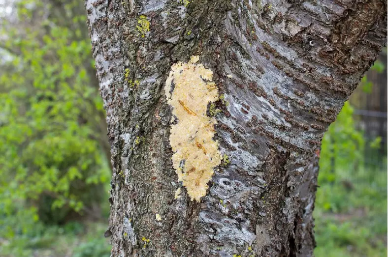 bark-butter-mehlwuermer-1 JR Farm Bark-Butter Mehlwürmer