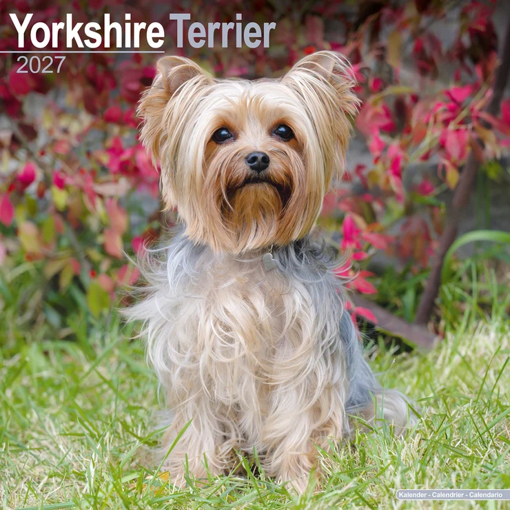 Kalender 2027 Yorkshire Terrier