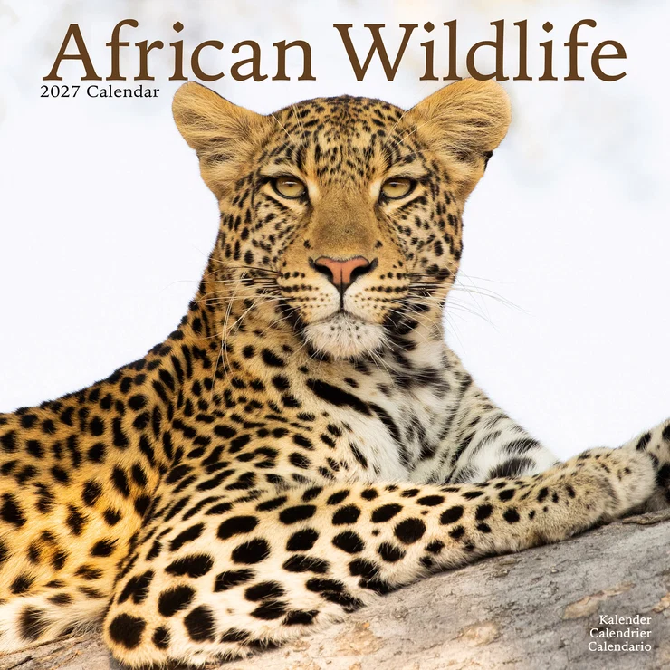 Kalender 2027 African Wildlife - Afrikanische Tiere