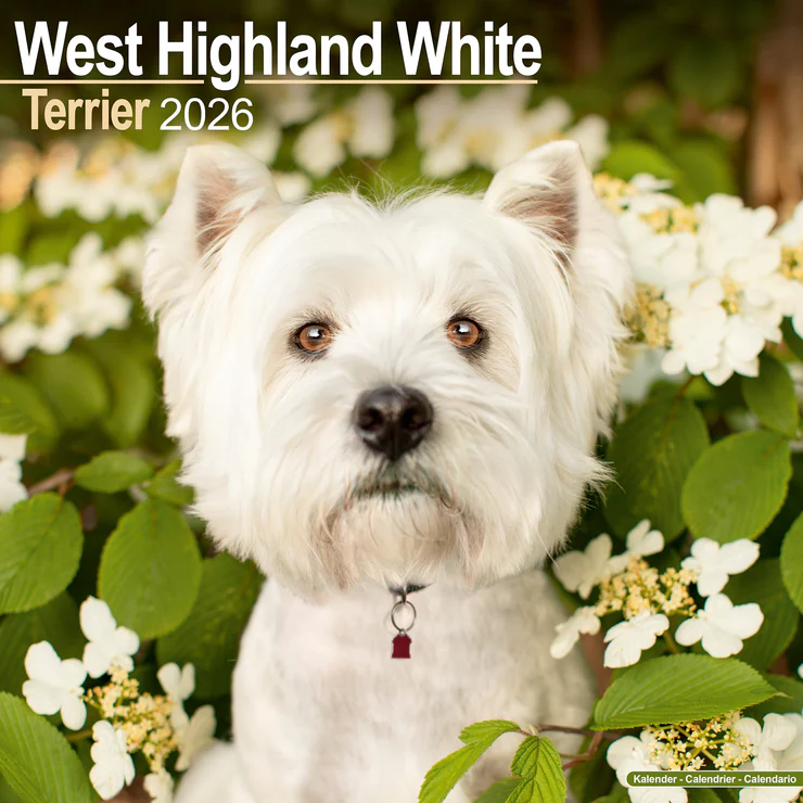 Kalender 2026 Westie - West Highland White Terrier