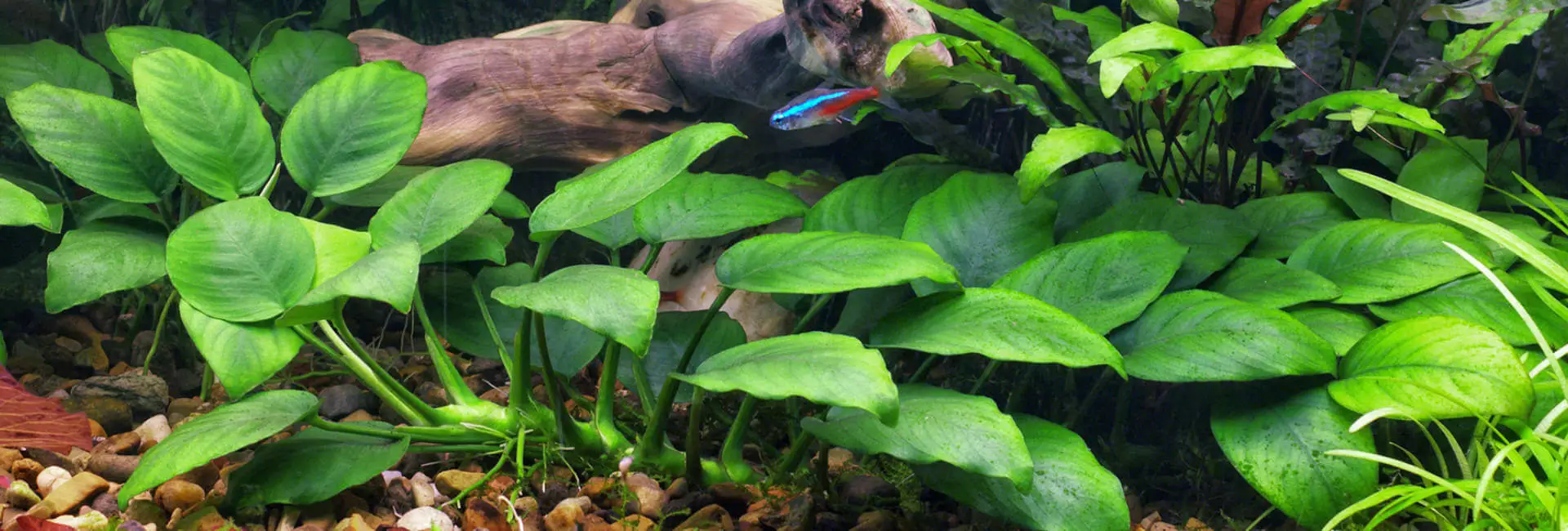 Aquarium Pflanzen / Anubias Aquarium Pflanzen / Anubias