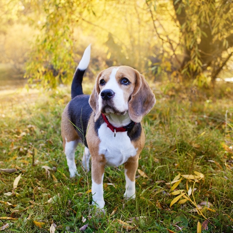 Ein Beagle mit rot-braun-schwarzem Fell steht auf einer grünen Wiese.