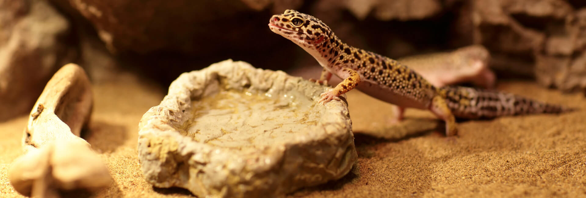 Terraristik Einrichtung Futterschalen / Tränken Terraristik Einrichtung Futterschalen / Tränken