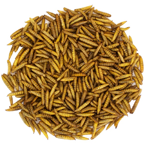 Hermetia/larves de mouches du gold