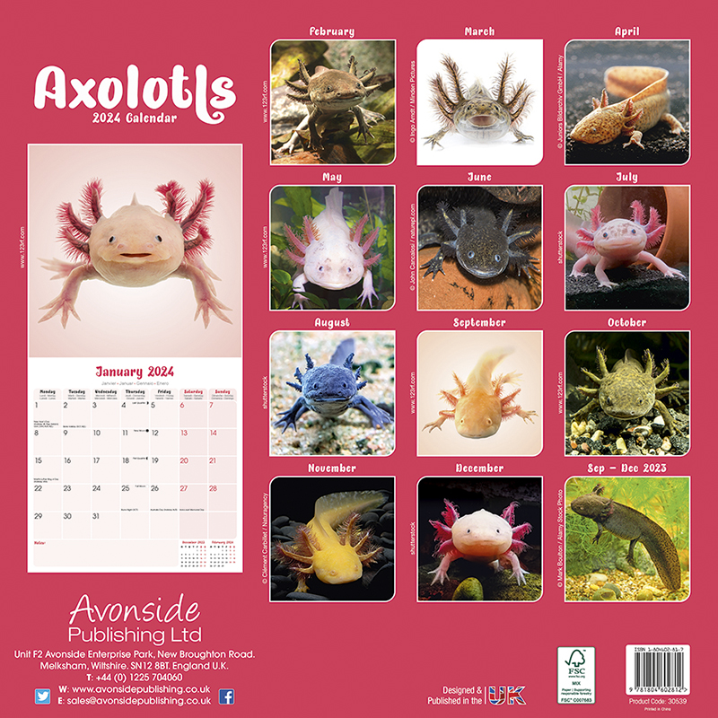 Kalender 2024 Axolotls