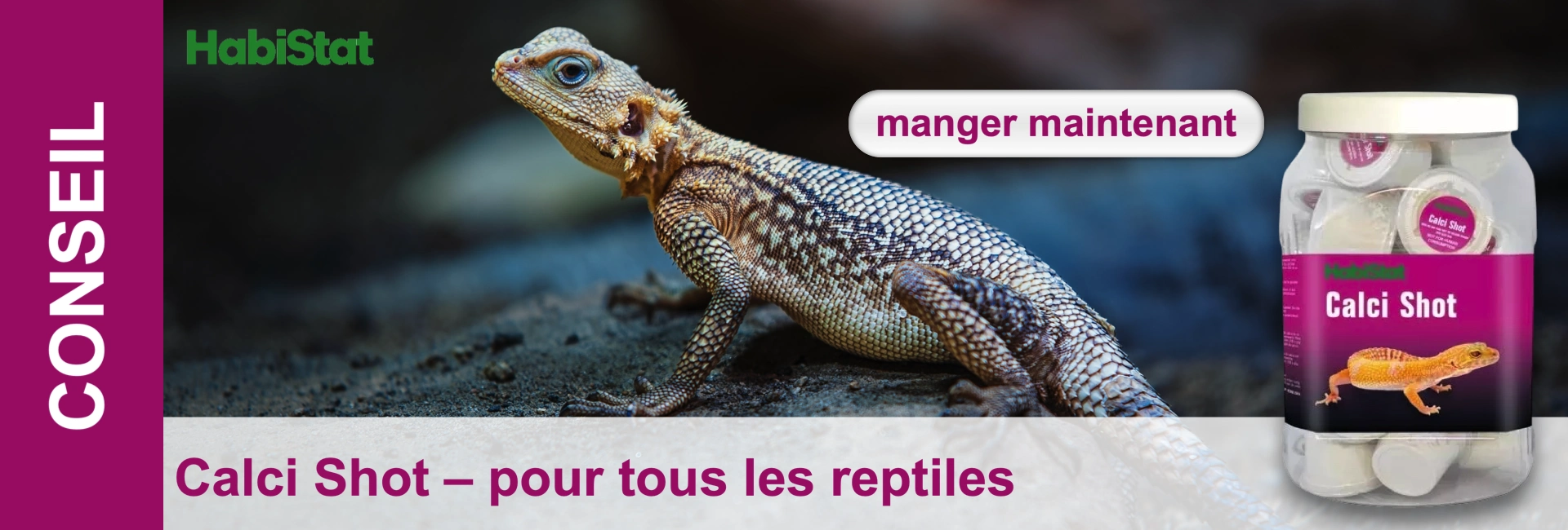 Image détaillée d'un agame regardant à gauche, yeux bleus, peau écailleuse brune, posé sur gravier foncé. En arrière-plan, logo Habistat et « CONSEIL ». À droite, récipient transparent avec gélules « Calci Shot », « manger maintenant ».