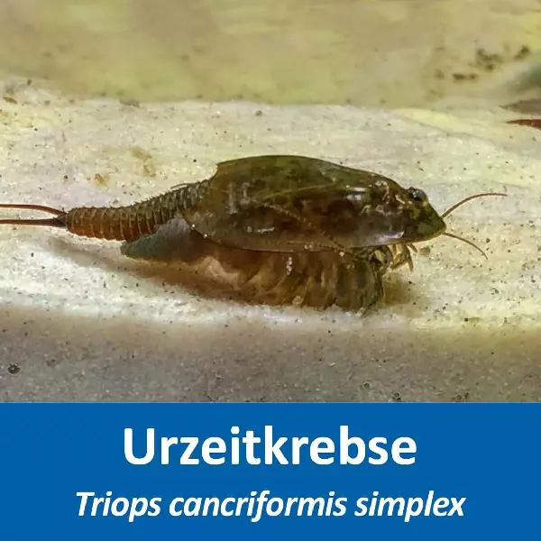 Grosses Urzeitkrebs Komplettset Grosses Urzeitkrebs Komplettset