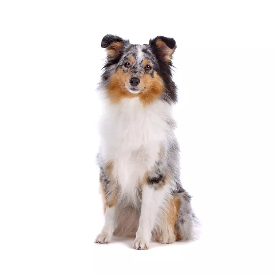 Shetland Sheepdog