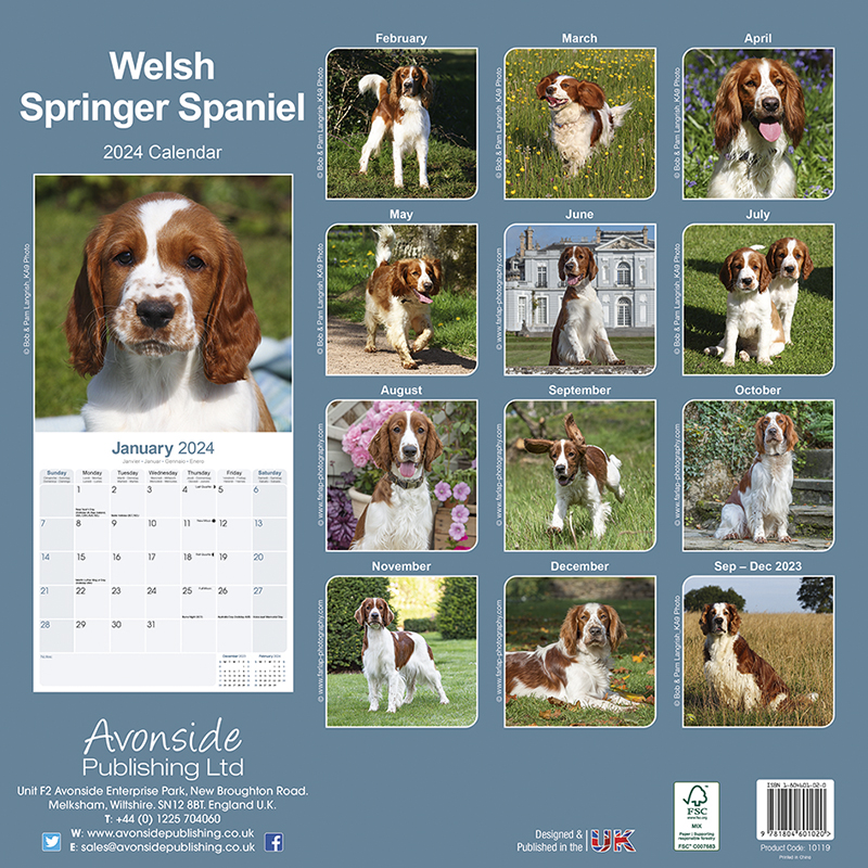 Calendrier 2024 Welsh Springer Spaniel