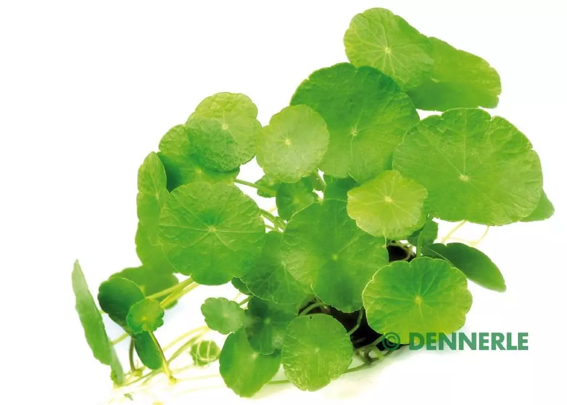 Dennerle Hydrocotyle verticillata - Hutpilzpflanze, amerik. Wassernabel