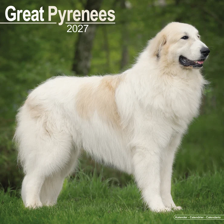Calendario 2026 Cane da montagna dei Pirenei - Great Pyrenees