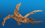 amtra Katanga Wurzeln, Grösse L, ca. 30 x 25 x 60 cm