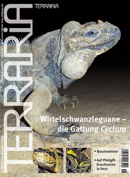 Terraria Nr. 15, Wirtelschwanzleguane - Gattung Cyclura