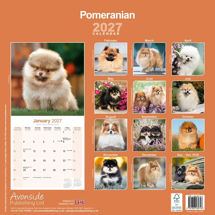 Calendar 2026 Pomeranian - Miniature Spitz