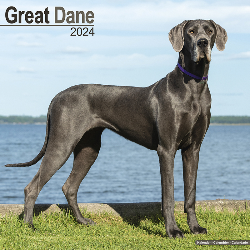 Calendar 2024 Deutsche Dogge - Great Dane