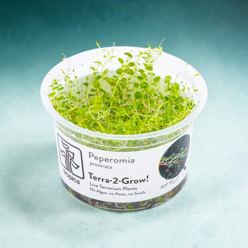 Tropica Terra-2-grow Peperomia prostrata