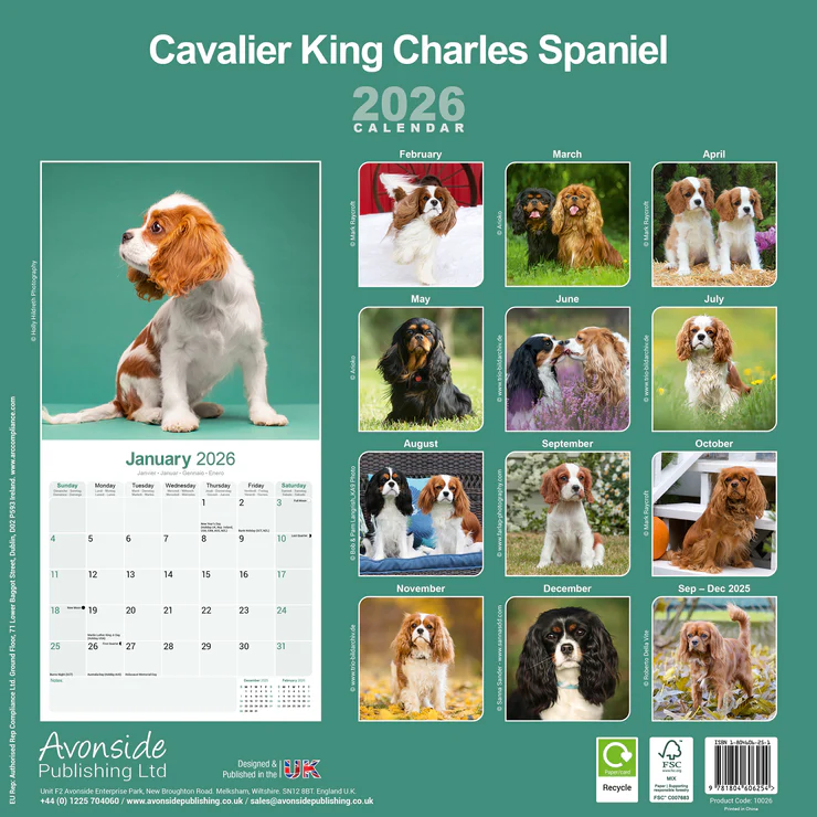 Calendrier 2026 avec des photos de Cavalier King Charles Spaniel pour chaque mois, y compris la photo de couverture avec un chiot.