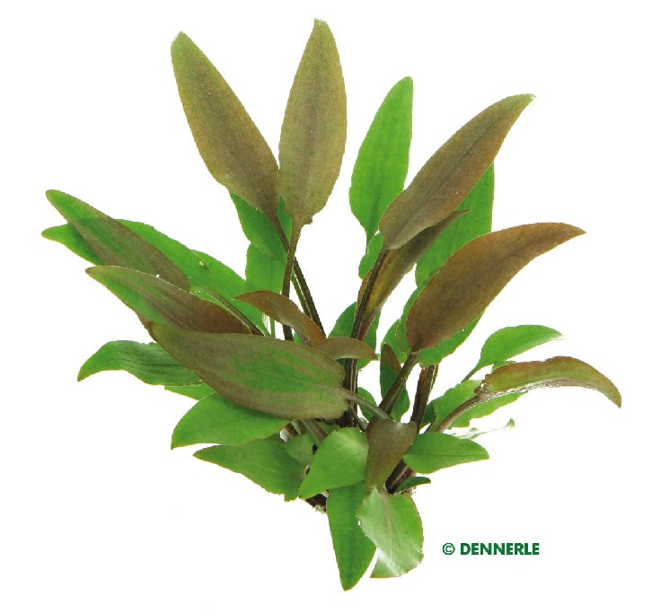 Dennerle Cryptocoryne lutea