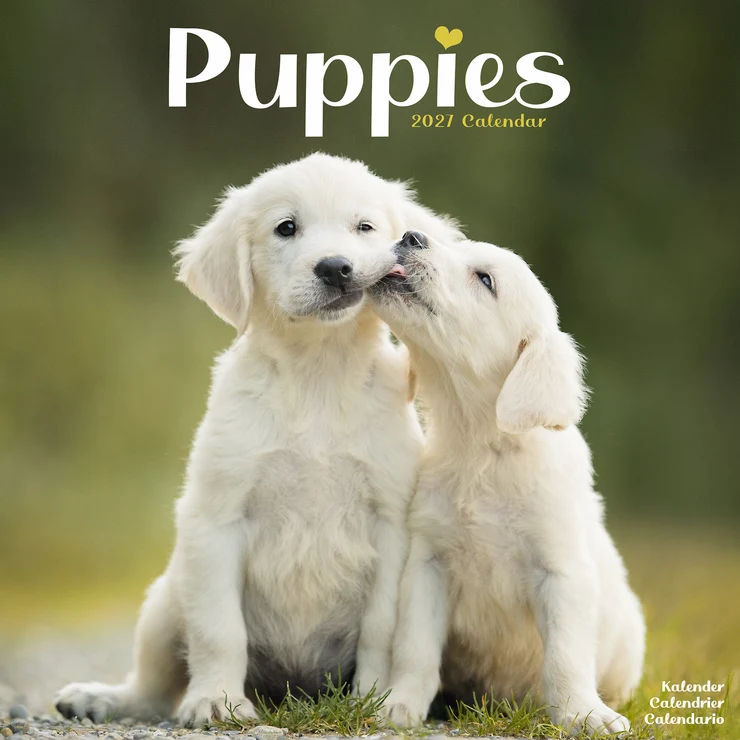 Kalender 2027 Welpen - Puppies