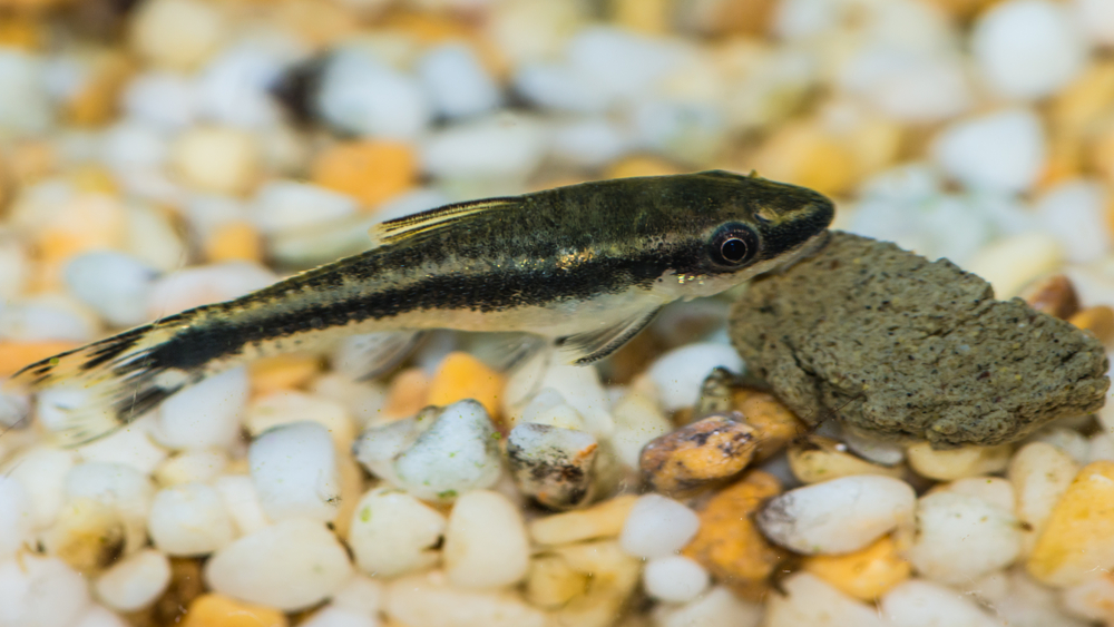 Längsstreifen-Ohrgitterharnischwels