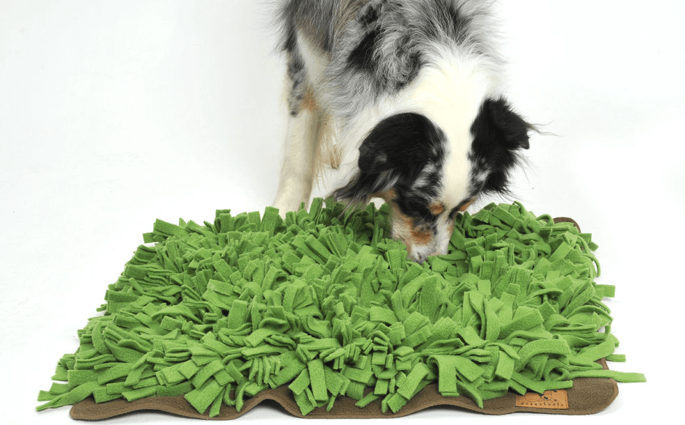 Doggy Tools sniffing grass green / brown
