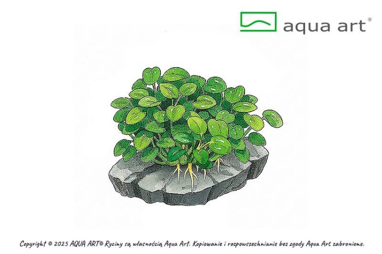 Anubias barteri 'Mini Coin' Invitro