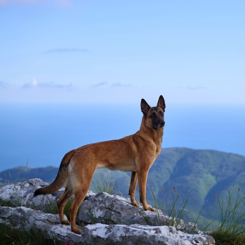 Ein falbfarbener Malinois Schäferhund mit schwarzer Maske steht auf Felsen vor einem blauen Meer und Bergen.