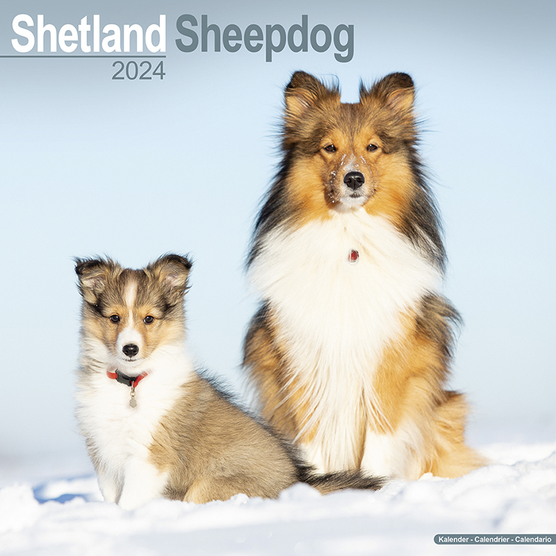 Kalender 2024 Shetland Sheepdog