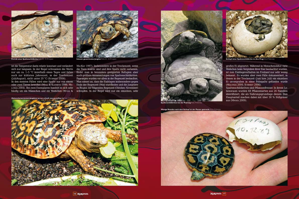 Marginata 37 - Spaltenschildkröten