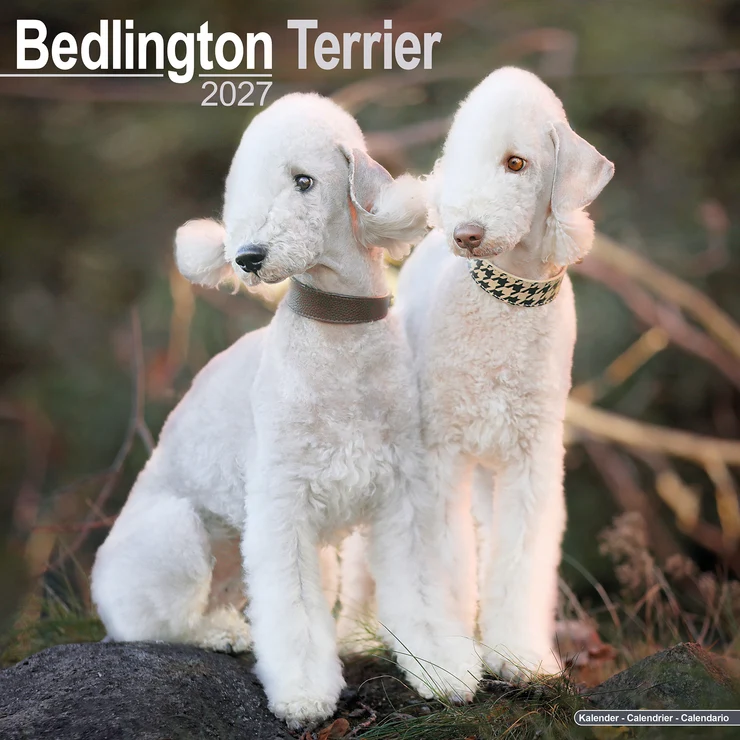 Kalender 2027 Bedlington Terrier