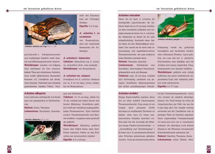 Die Achatschnecke