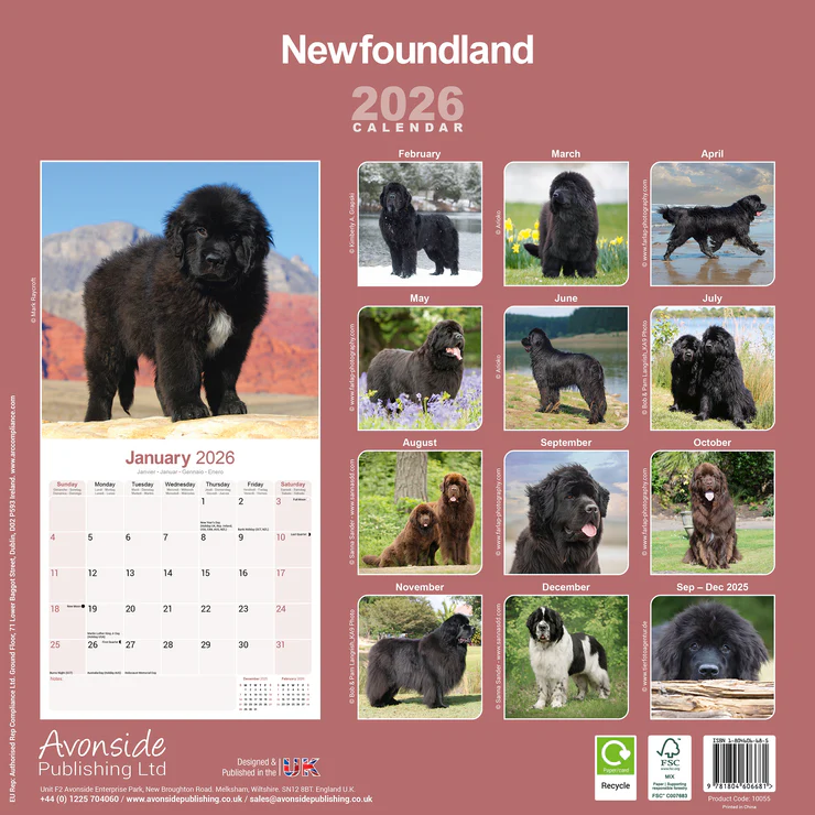 Calendar 2025 Neufundländer - Newfoundland
