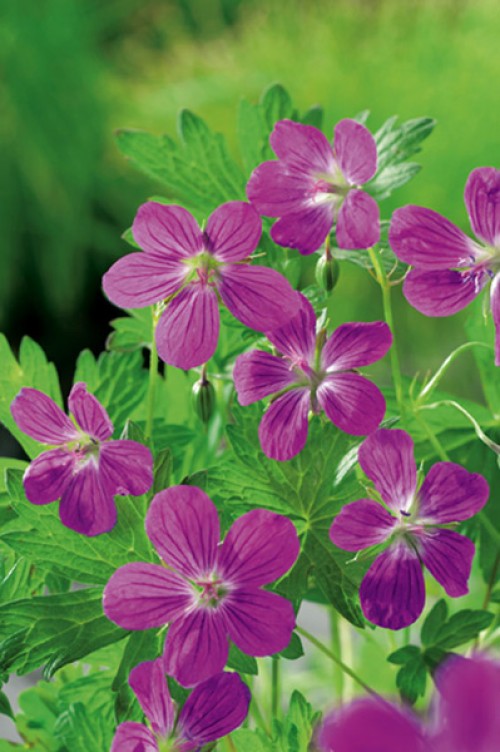 Nahaufnahme von rosafarbenen Storchschnabelblüten mit fünf Blütenblättern und grünen, gelappten Blättern.
