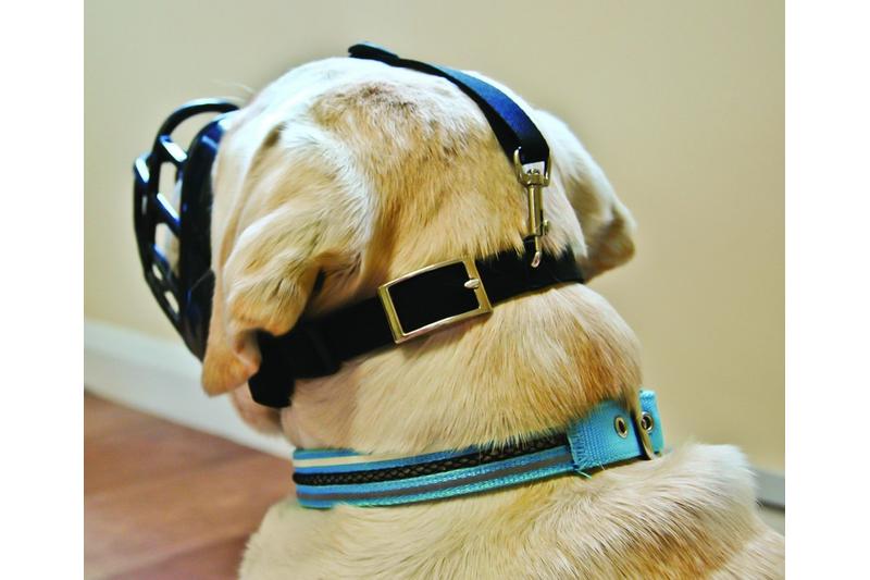 Cane da dietro con museruola Baskerville Ultra, collare blu e nero, cinghia sulla testa con fibbia.