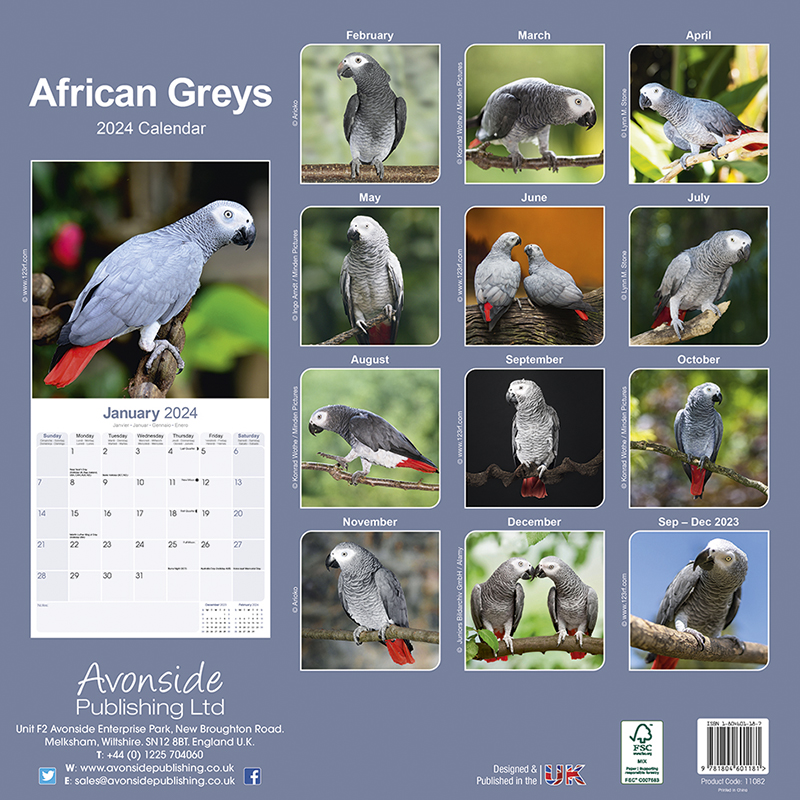 Calendar 2024 African Grey - Grey Parrot