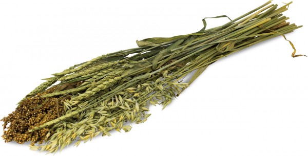 A bundle of dried grasses and cereal ears, arranged diagonally against a white background. On the left are reddish-brown millet seeds, followed by light green oat panicles and deep green wheat ears. Thin, dry stalks and leaves complete the composition.