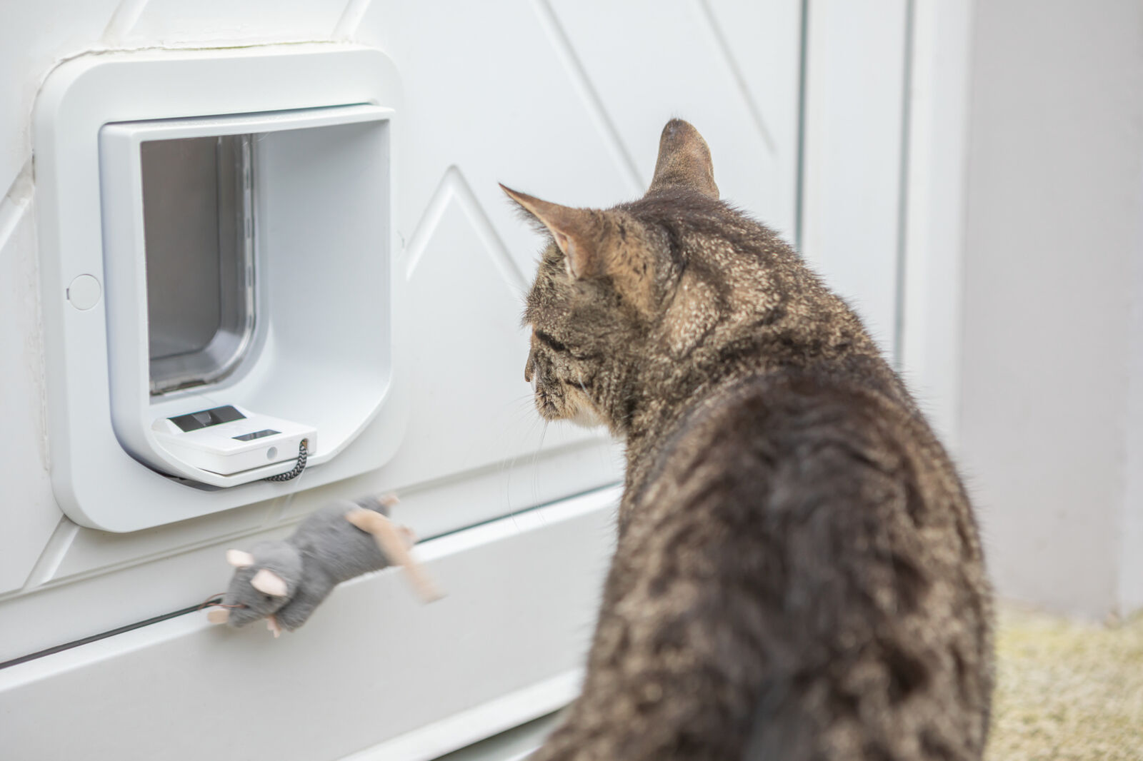 Eine getigerte Katze blickt auf eine weiße Katzenklappe, aus der ein Spielzeug in Form einer grauen Maus herausschwebt.