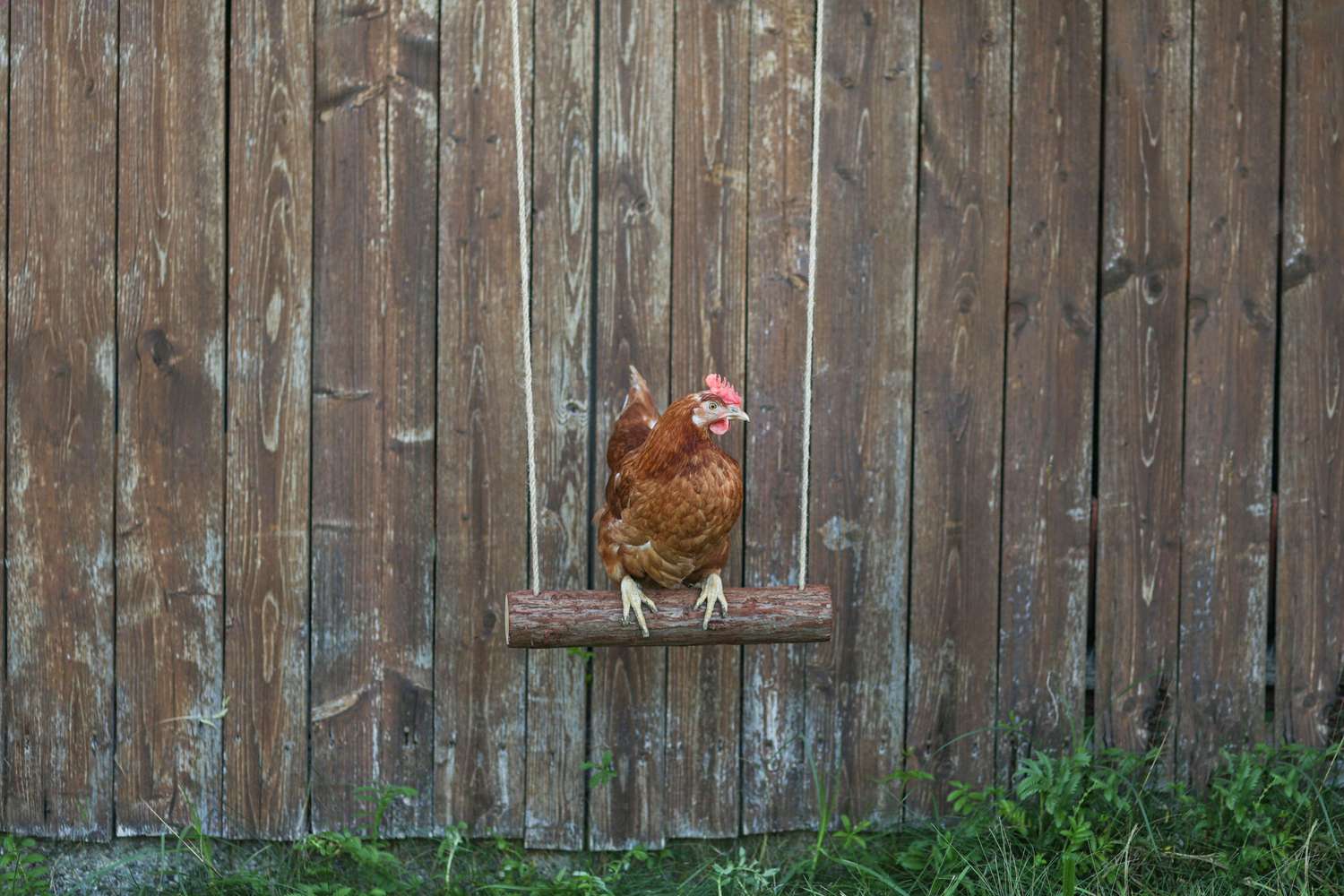 Chicken swing "Branch"